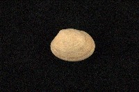藏品(小眼花簾蛤)的圖片